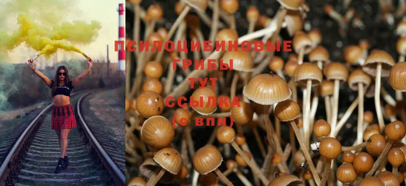 Псилоцибиновые грибы Psilocybe  как найти закладки  Белоярский 